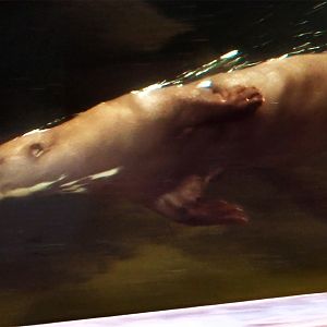 Giant Otter, July 2019