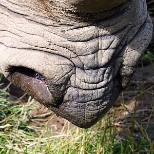 Eastern Black Rhinoceros nostril shot, July 2019