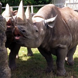 Eastern Black Rhinoceros, July 2019