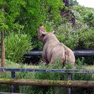 Eastern Black Rhinoceros eating from tree, July 2019