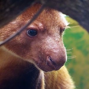 Goodfellow's Tree Kangaroo, July 2019