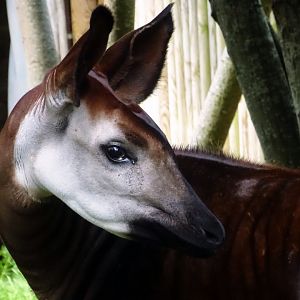 Okapi, July 2019