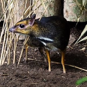 Philippine Mouse Deer, July 2019