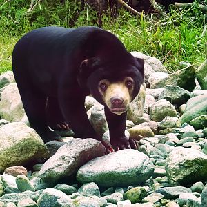 Malayan Sun Bear, July 2019