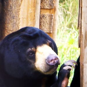 Malayan Sun Bear, July 2019