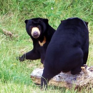 Malayan Sun Bears sparring, July 2019