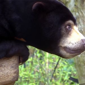 Malayan Sun Bear, July 2019