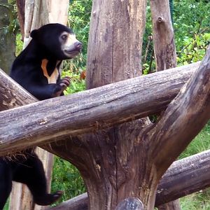Malayan Sun Bear, July 2019