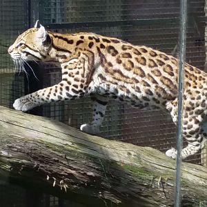 Ocelot