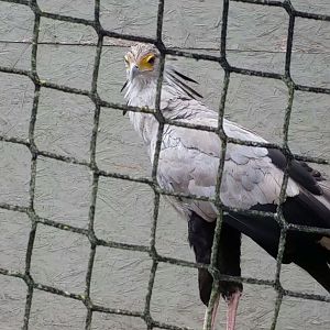 Secretary Bird, 2018