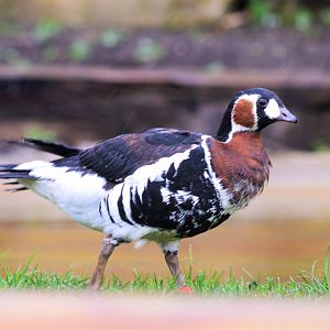 Red-breasted goose