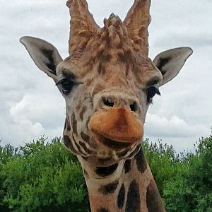 Rothschild's Giraffe, 2018