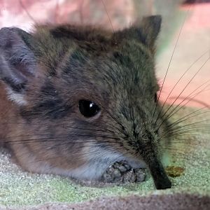 Round-Eared Sengi, 2018