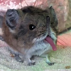 Round-Eared Sengi, 2018