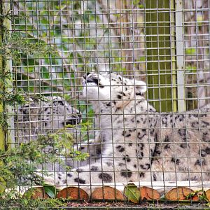 Snow leopards