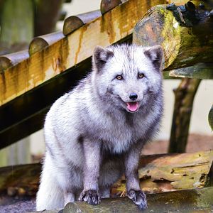 Arctic fox