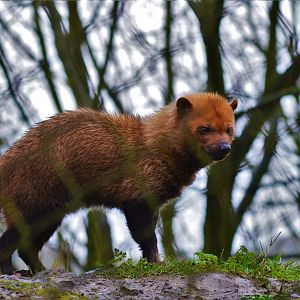 Bush dog