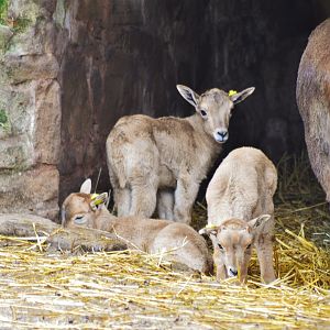 Barbary lambs