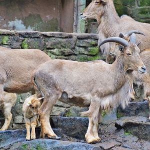 Barbary sheep
