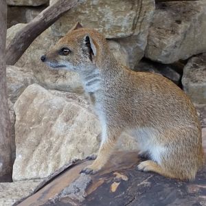 Yellow Mongoose, June 2018