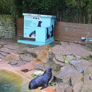 Sea lion ultrasound 'pod'