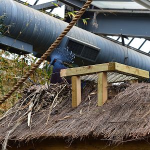 Victoria crowned-pigeon nesting