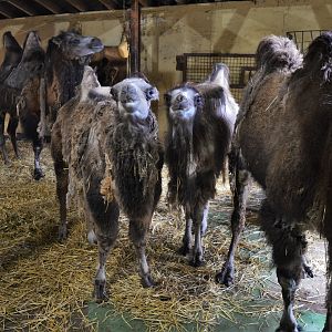 Young Bactrian camels