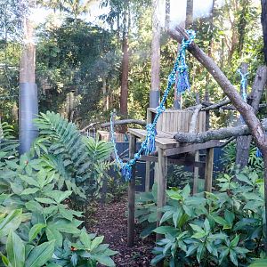Tree Kangaroo Enclosure