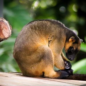 Lumholtz's Tree Kangaroo (Dendrolagus lumholtzi)