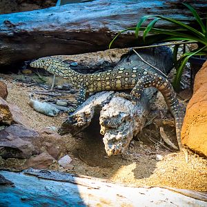 Perentie (Varanus giganteus)