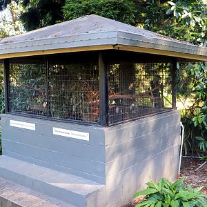 Bearded Dragon/ Eastern Blue-tongue Enclosure