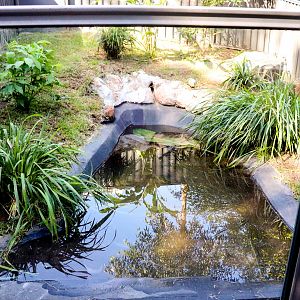 American Alligator Enclosure
