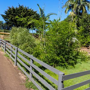 Capybara Enclosure