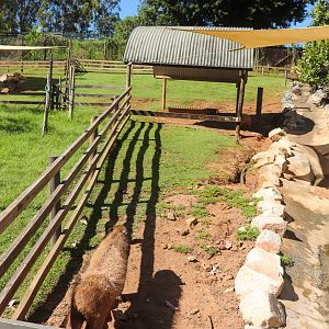 Capybara Enclosure