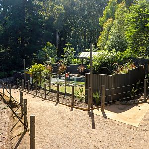 Saltwater Crocodile Enclosure