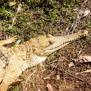 Freshwater Crocodile (Crocodylus johnstoni