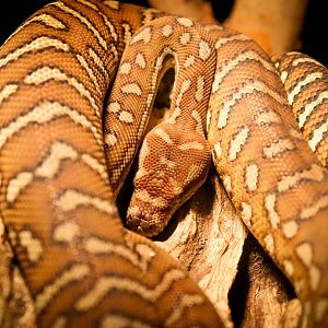 Centralian Carpet Python (Morelia bredli)