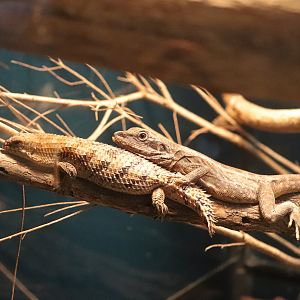 Gilbert's Dragon (Lophognathus gilberti) and Pygmy Spiny-tailed Skink (Egernia depressa)