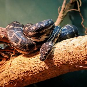 South-west Carpet Python (Morelia spilota imbricata)