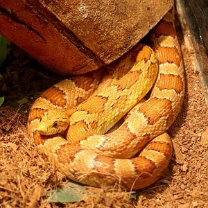 Corn Snake (Pantherophis guttatus)