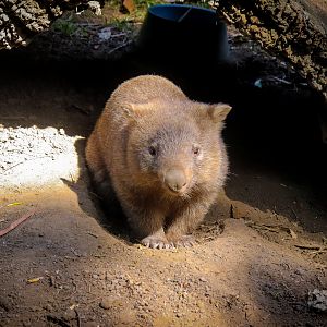 Common Wombat (Vombatus ursinus)