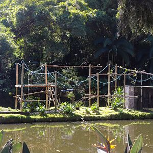 Ring-tailed Lemur Island