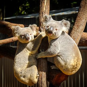 Koalas Waiting for their Eucalyptus
