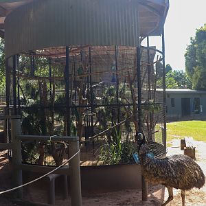 Eclectus Parrot Aviary