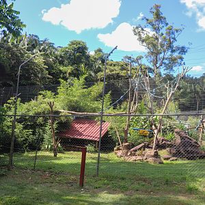 Ruffed Lemur Enclosure