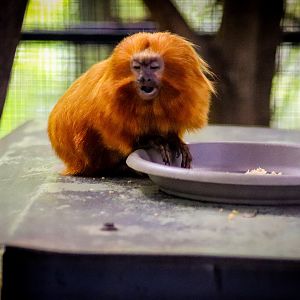 Golden Lion Tamarin (Leontopithecus rosalia)