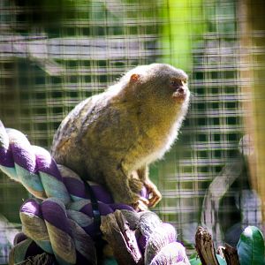 Pygmy Marmoset (Cebuella pygmaea)