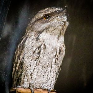Tawny Frogmouth (Podargus strigoides)