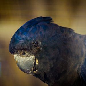 Red-tailed Black Cockatoo (Calyptorhynchus banksii)
