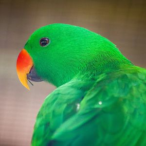 Eclectus Parrot (Eclectus roratus)